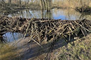 Beaver-pond-1-cropped-300x200.jpg