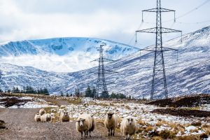 north-scotland-power-lines-and-sheep-300x200.jpg