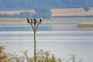 ospreys-reservoir-anglian-water-185x123.jpg